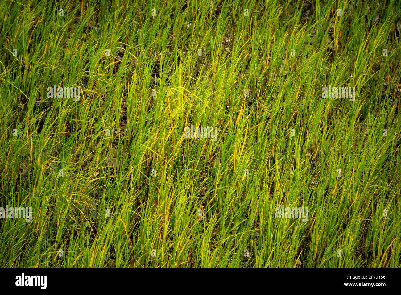 Ein Hintergrund von frischem hellgrünem Gras, das in einem wächst Sumpfgebiet Stockfoto