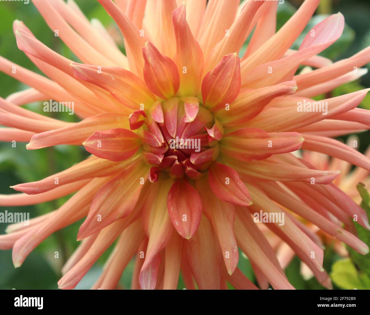 Orange Garden Dahlia Stockfoto