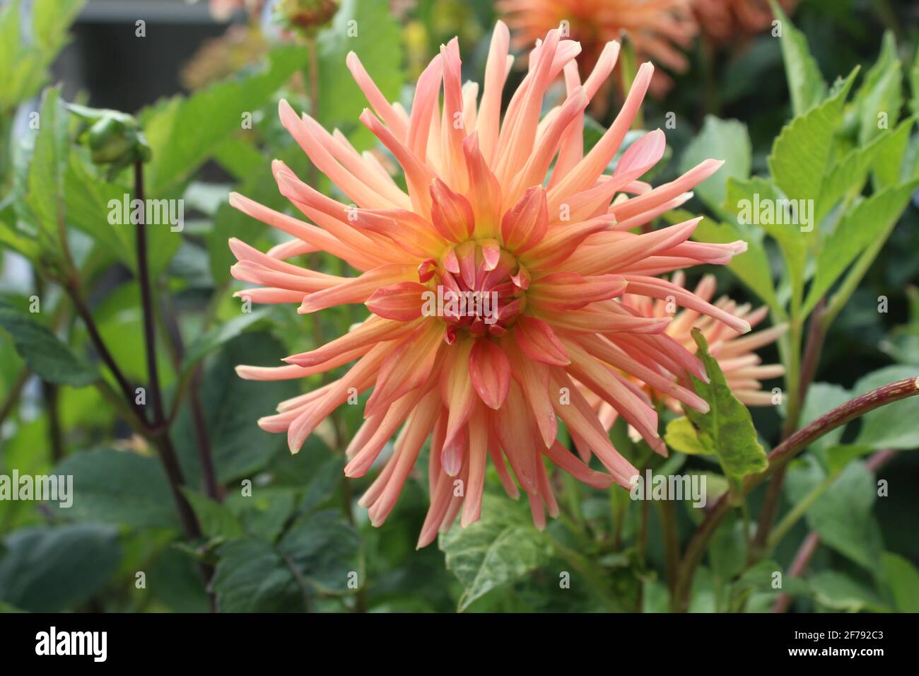 Orange Garden Dahlia Stockfoto