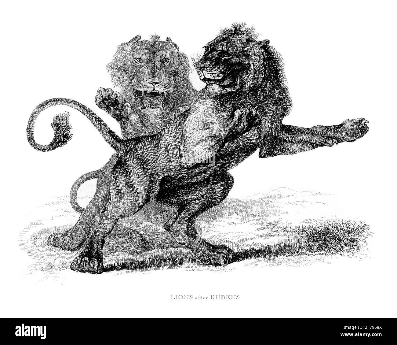 Erwachsener männlicher Löwe, der mit einem jungen männlichen Löwen kämpft, gravierte Illustration Stockfoto