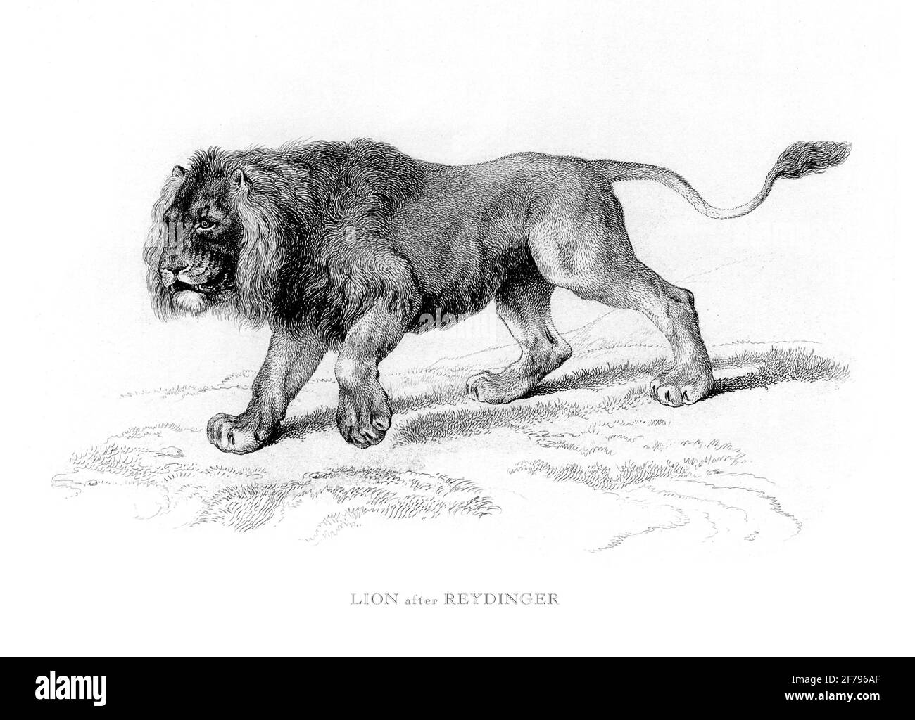 Junger männlicher afrikanischer Löwe gravierte Illustration Stockfoto