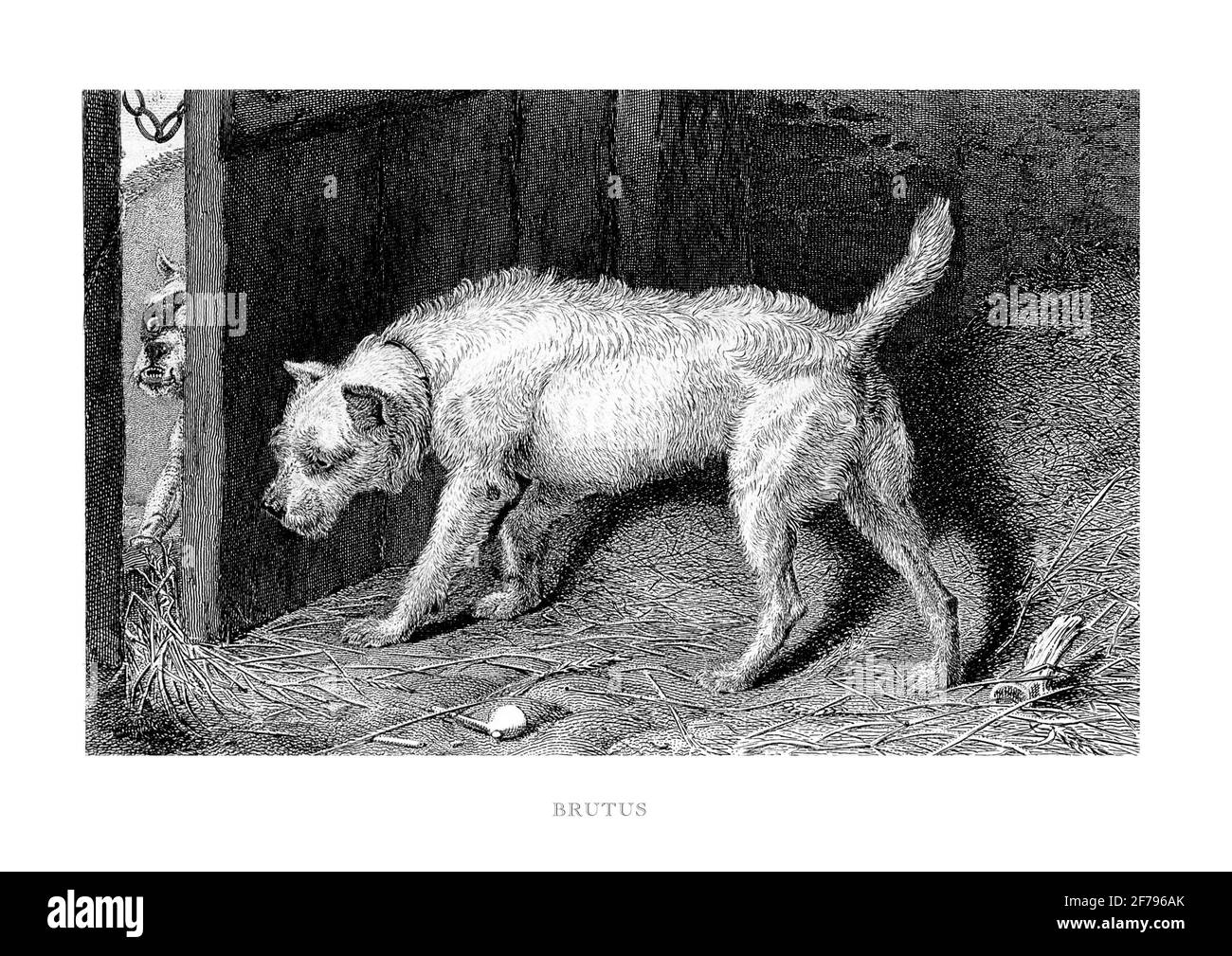 Terrier Schutztür von einem anderen Hund graviert Illustration Stockfoto
