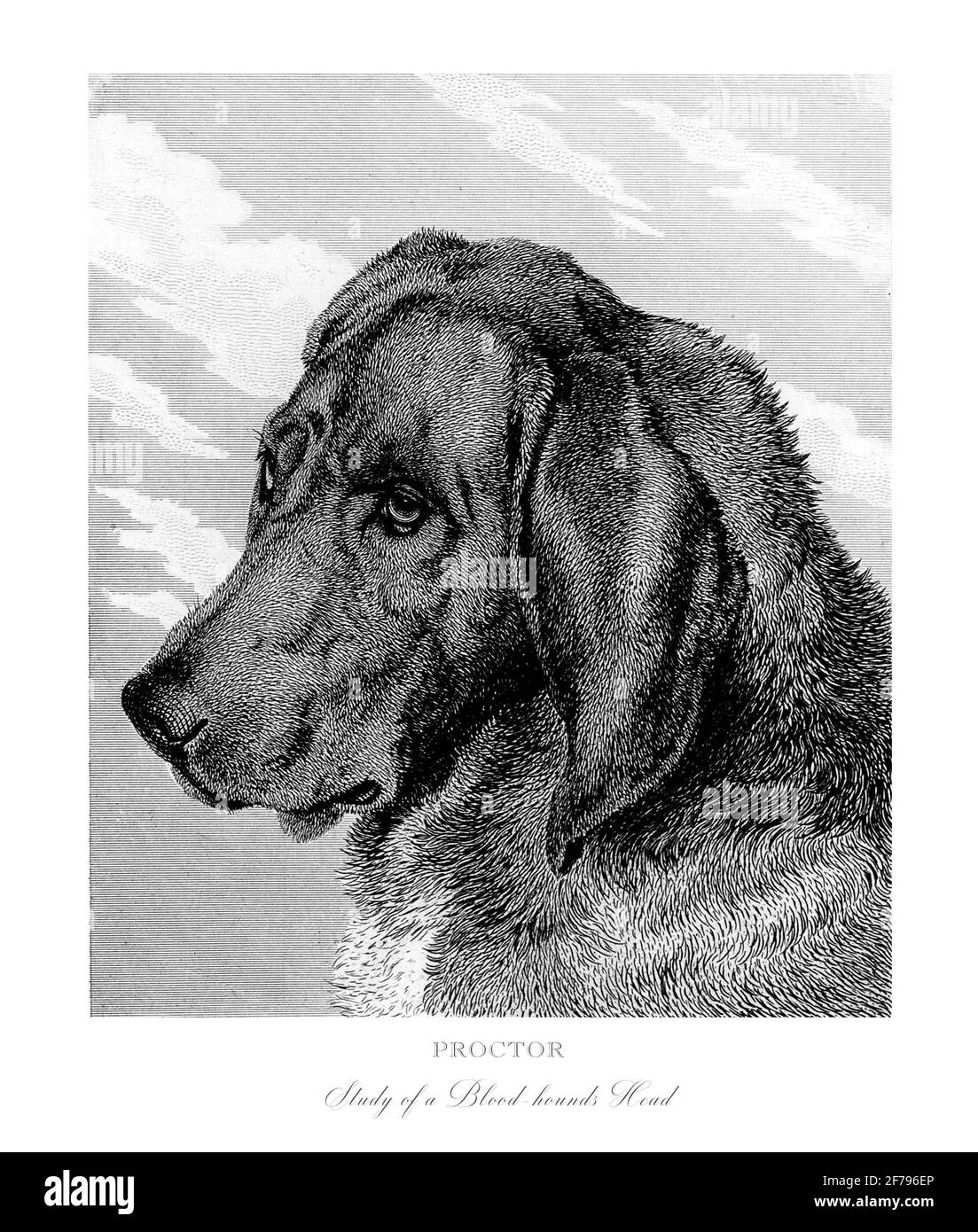 Studie des Kopfes eines Bluthunds gravierte Illustration Stockfoto