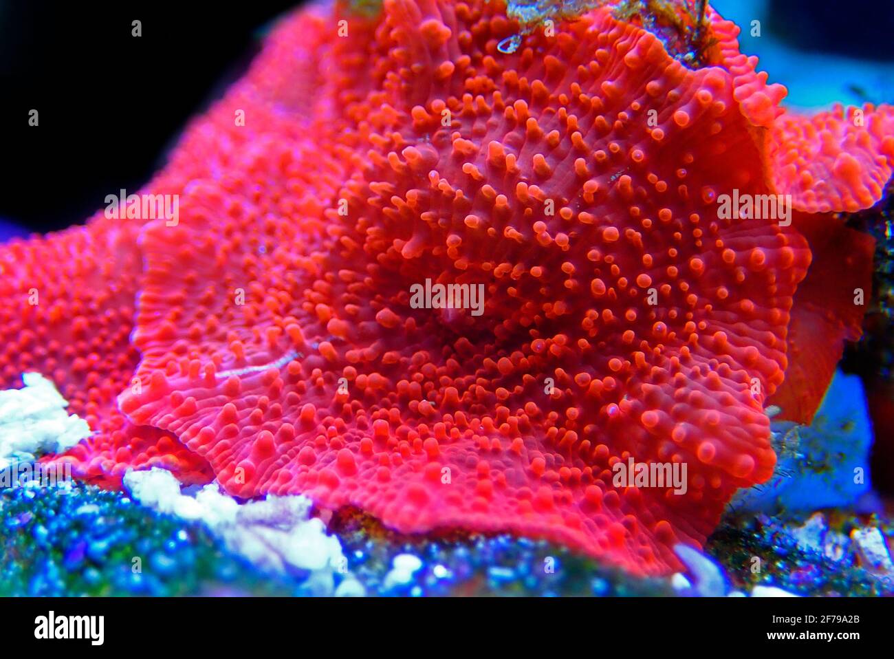 Rote Discosoma heller Pilz weiche Koralle - Discosomatidae sp. Stockfoto