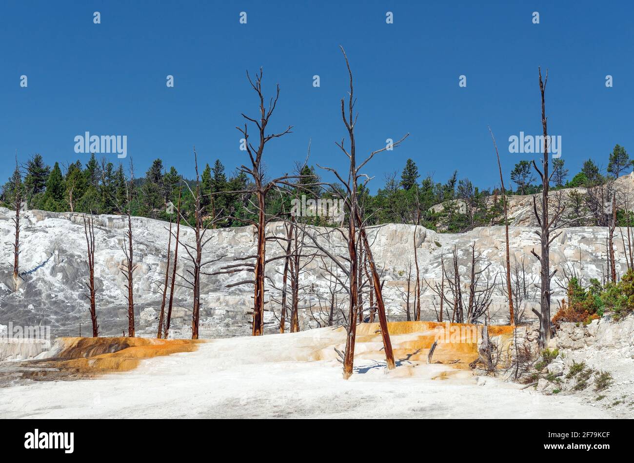Mammoth Hot Springs with Dead Trees, Yellowstone National Park, Wyoming, Vereinigte Staaten von Amerika (USA). Stockfoto