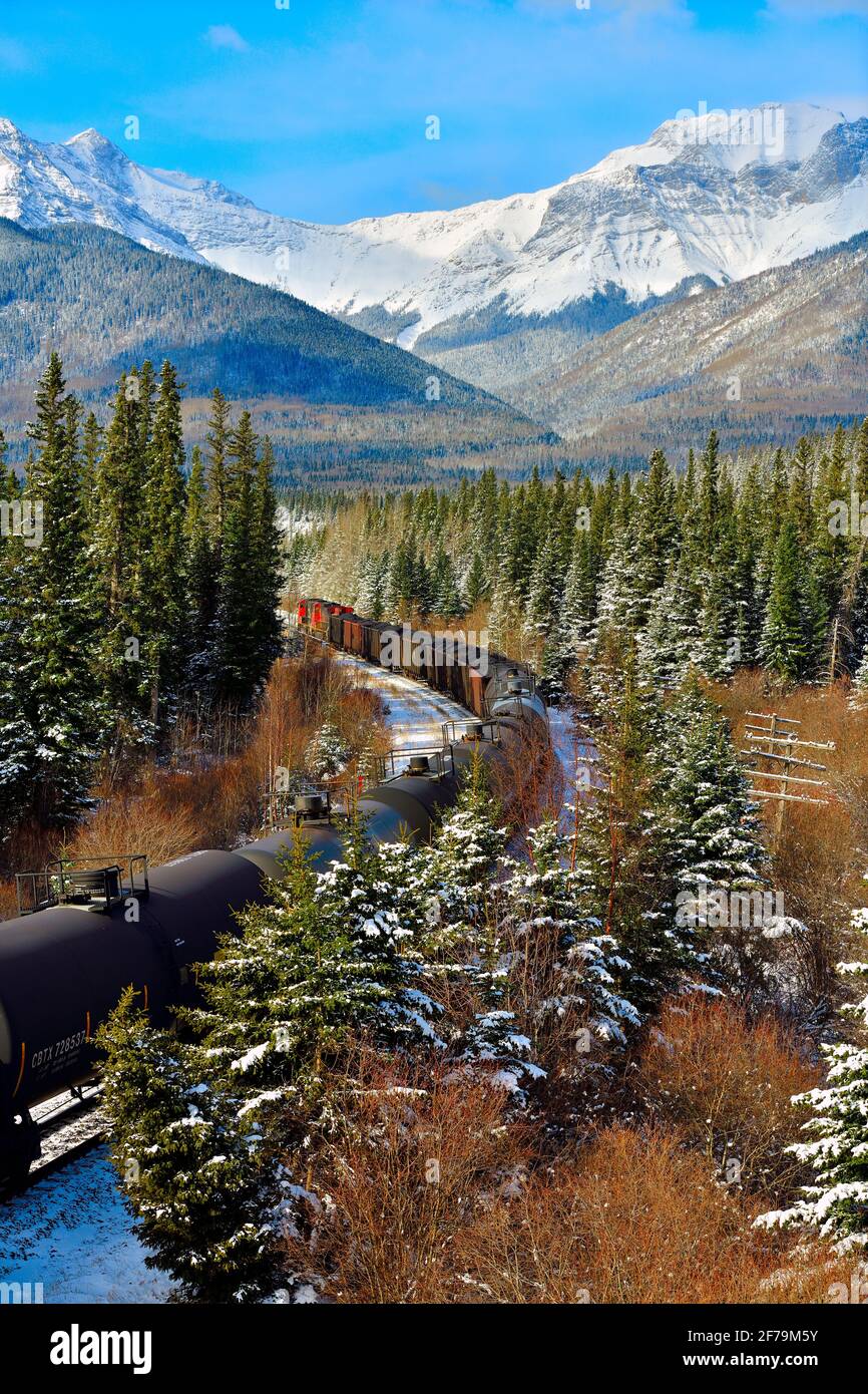 Ein kanadischer Güterzug, der mit Öltankwagen beladen ist und durch ein Waldgebiet in den felsigen Bergen in Alberta, Kanada, fährt. Stockfoto
