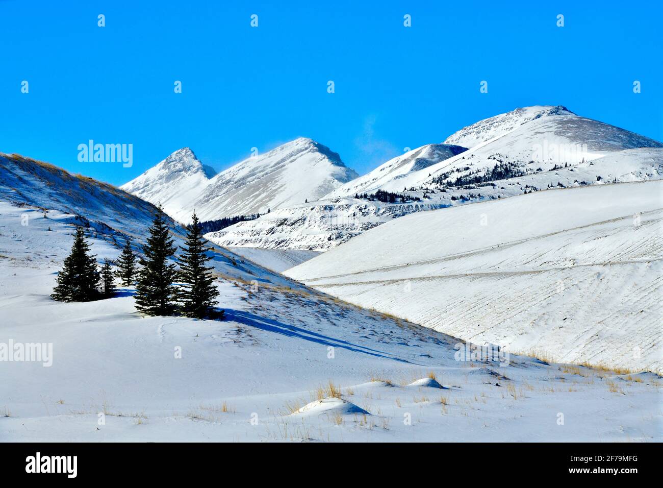 Eine Winterlandschaft mit schneebedeckten felsigen Bergen mit grünen Fichten im Vordergrund im ländlichen Alberta Canada. Stockfoto