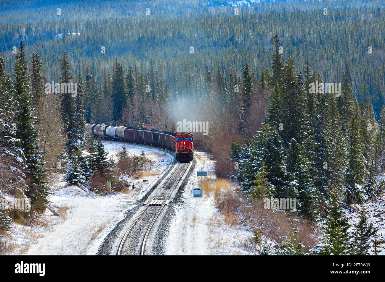 Ein kanadischer Güterzug, der mit Eisenbahnwaggons beladen ist, fährt um eine Ecke in einem bewaldeten Gebiet der felsigen Berge von Alberta, Kanada. Stockfoto