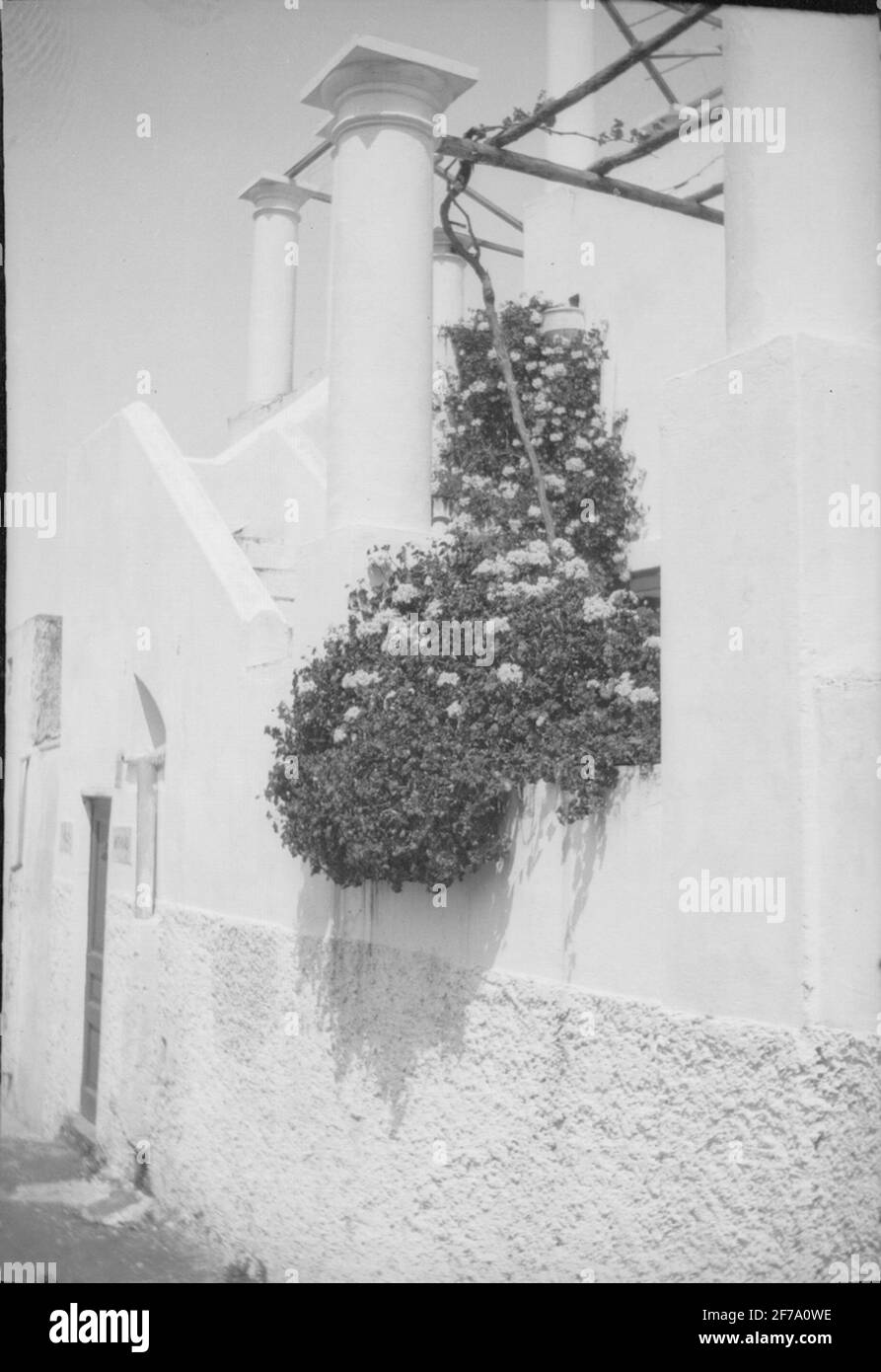 Die Bilder von Königin Victoria. Blumen auf der Terrasse. Villa San Michele, Capri. Stockfoto