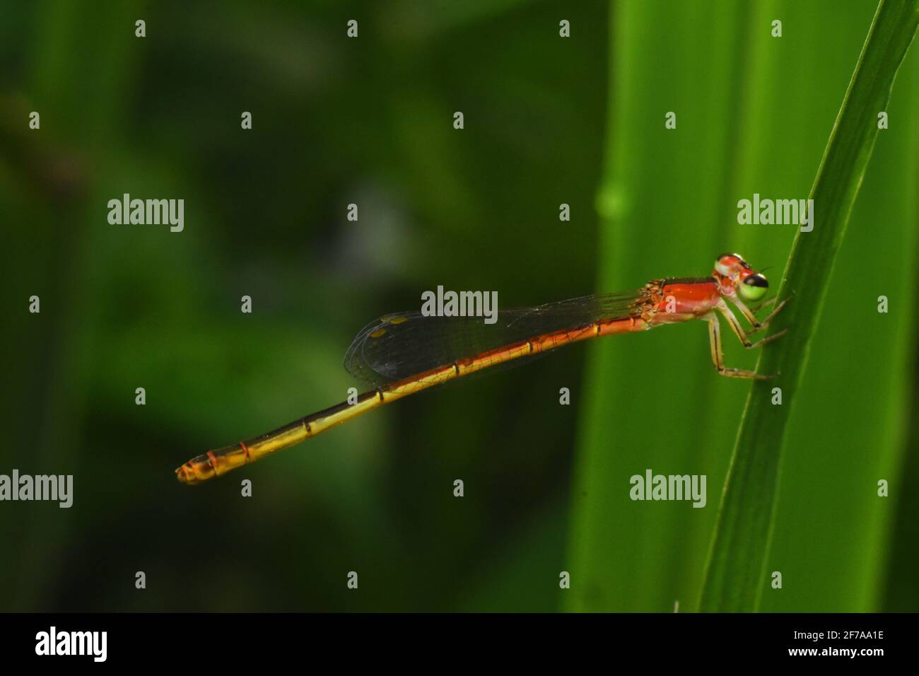 Agriocnemis femina Fotos und Bildmaterial in hoher Auflösung Alamy