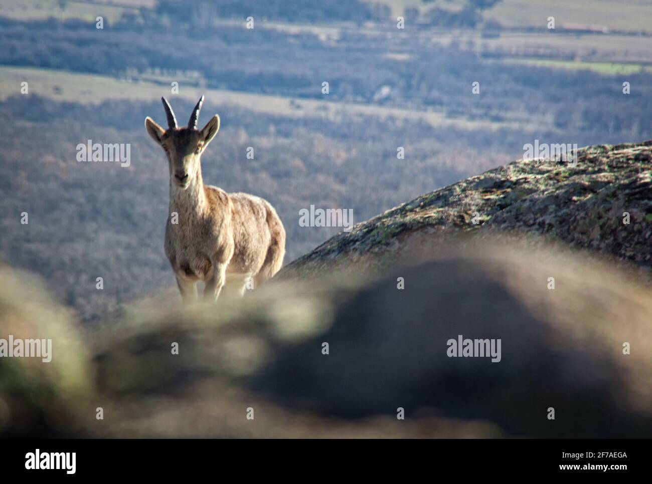 Wilde Ziegen auf einem Stein in La Pedriza, Spanien. Ländliche und Berglandschaft im Nationalpark Sierra de Guadarrama Stockfoto