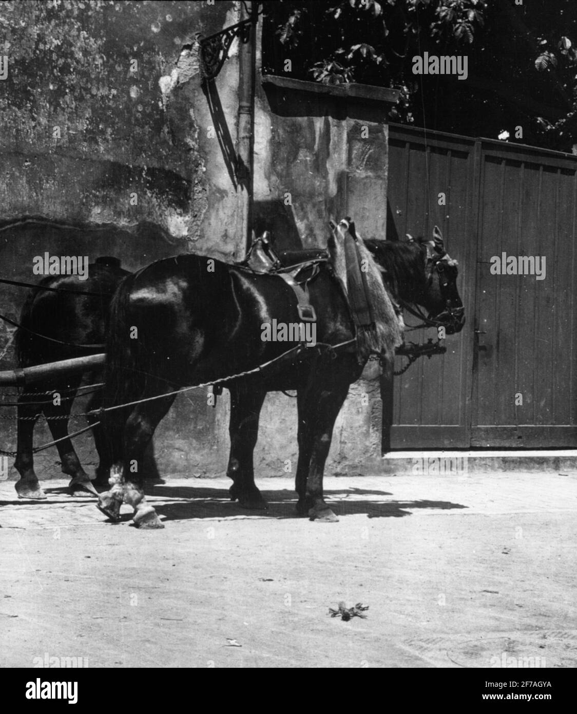 Skioppty Ansicht mit Motiven von zwei Pferden, Konstanz. Das Bild wurde in Karton mit der Aufschrift: Konstanz gespeichert. 1906. Stockfoto