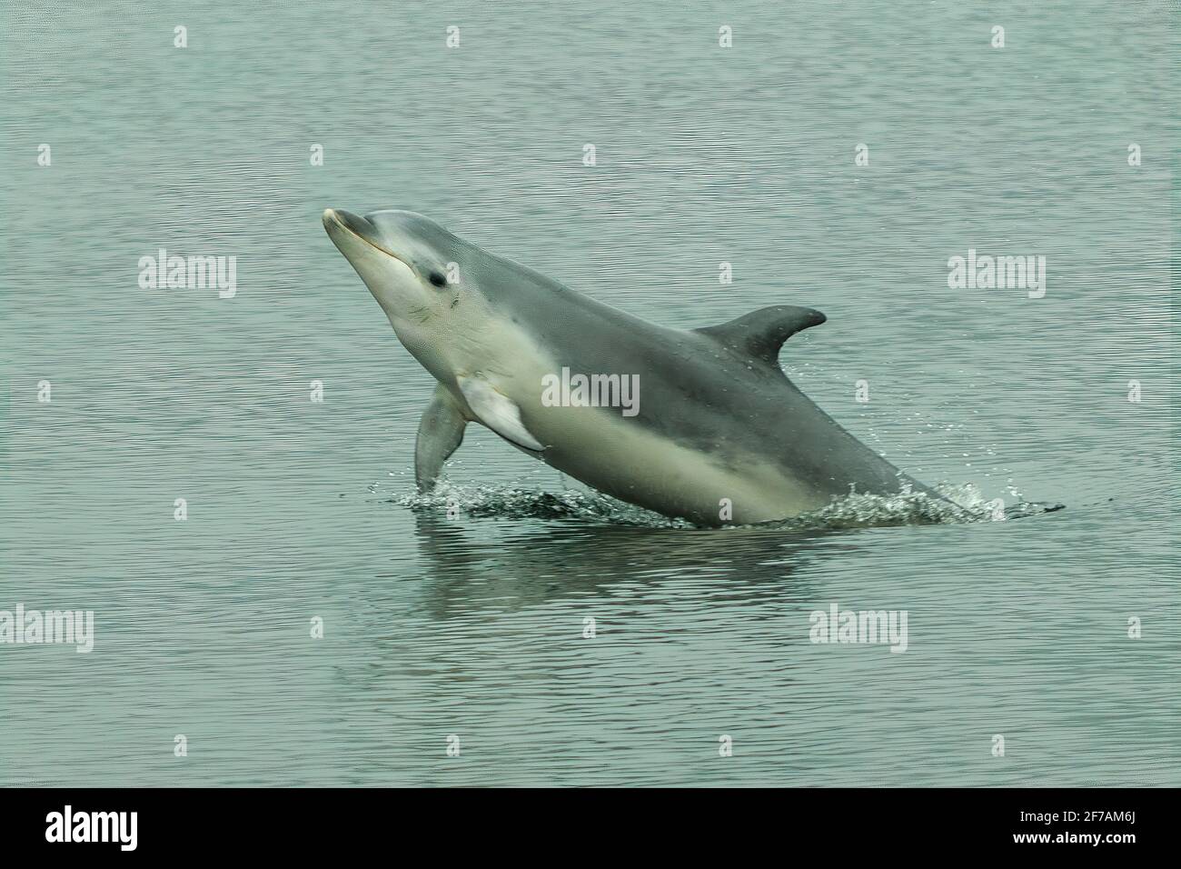 Großer Delphin, Tursiops verkürzt, zweifelhafter Klang Stockfoto