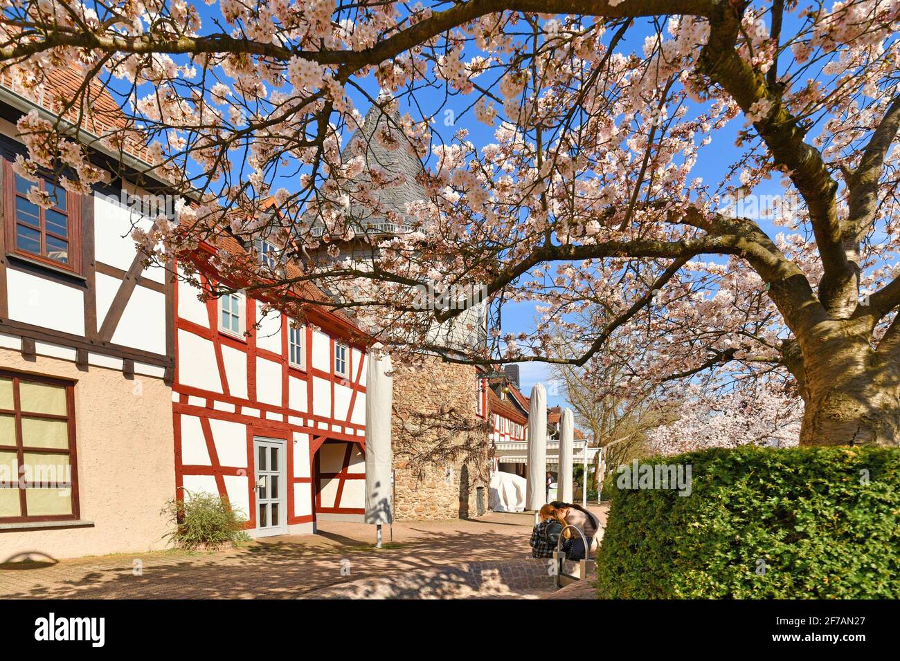 Hofheim, Deutschland - März 2020: Blühende japanische Kirschblütenbäume am alten historischen Platz mit Turm und Stadtmauer von Hofheim namens 'Platz am Unte Stockfoto