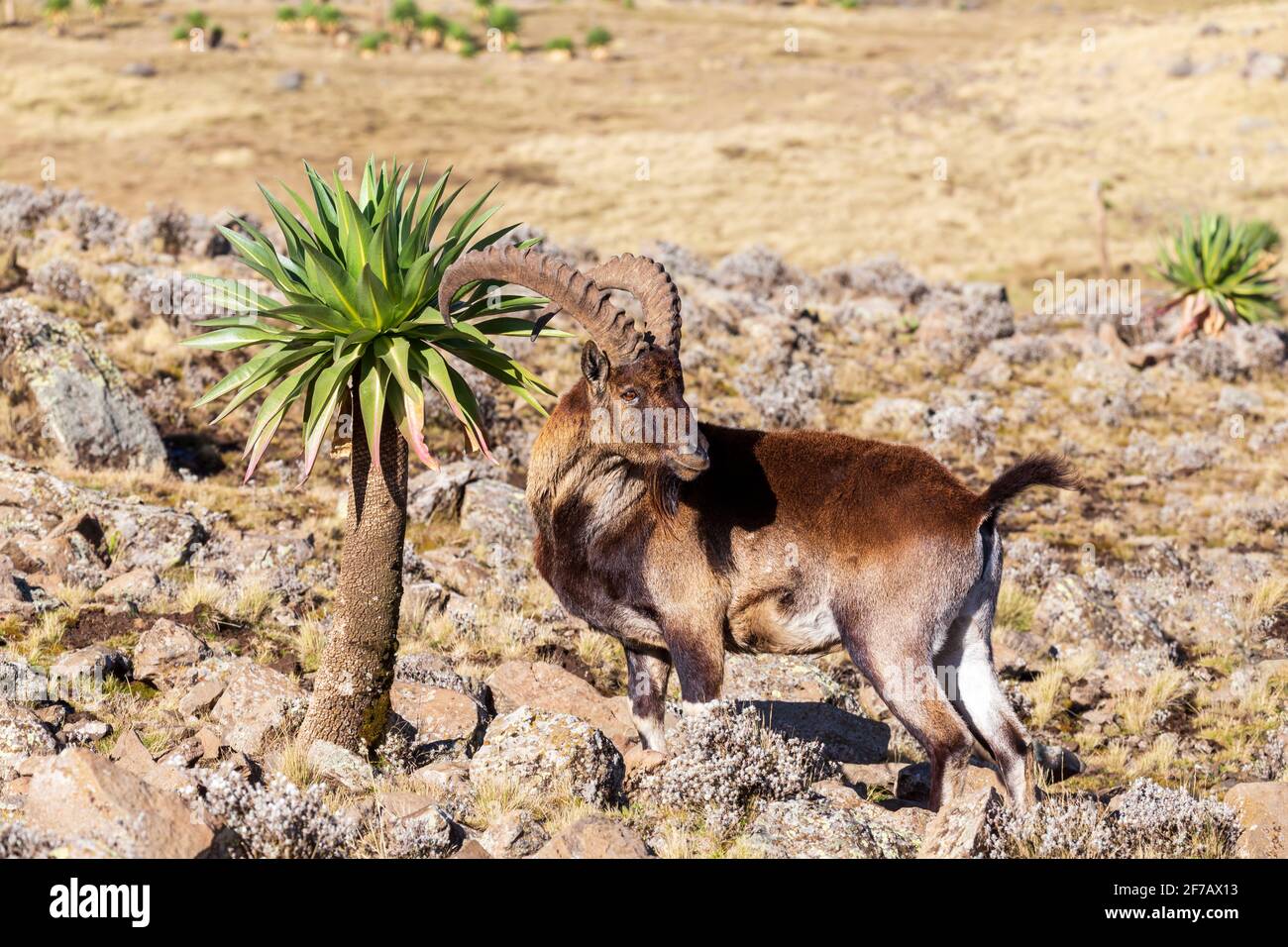 Sehr seltenen Walia Steinbock, Capra walia, einer der seltensten Steinböcke in der Welt. Nur etwa 500 Personen in Simien Mountains National Park im Norden überlebt Stockfoto