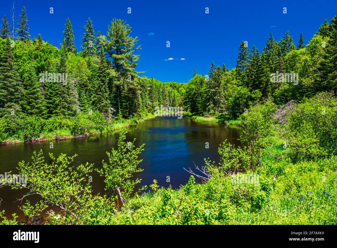 Kanadisches Feuchtgebiet und wilde Blumen und wilde Tiere Stockfoto