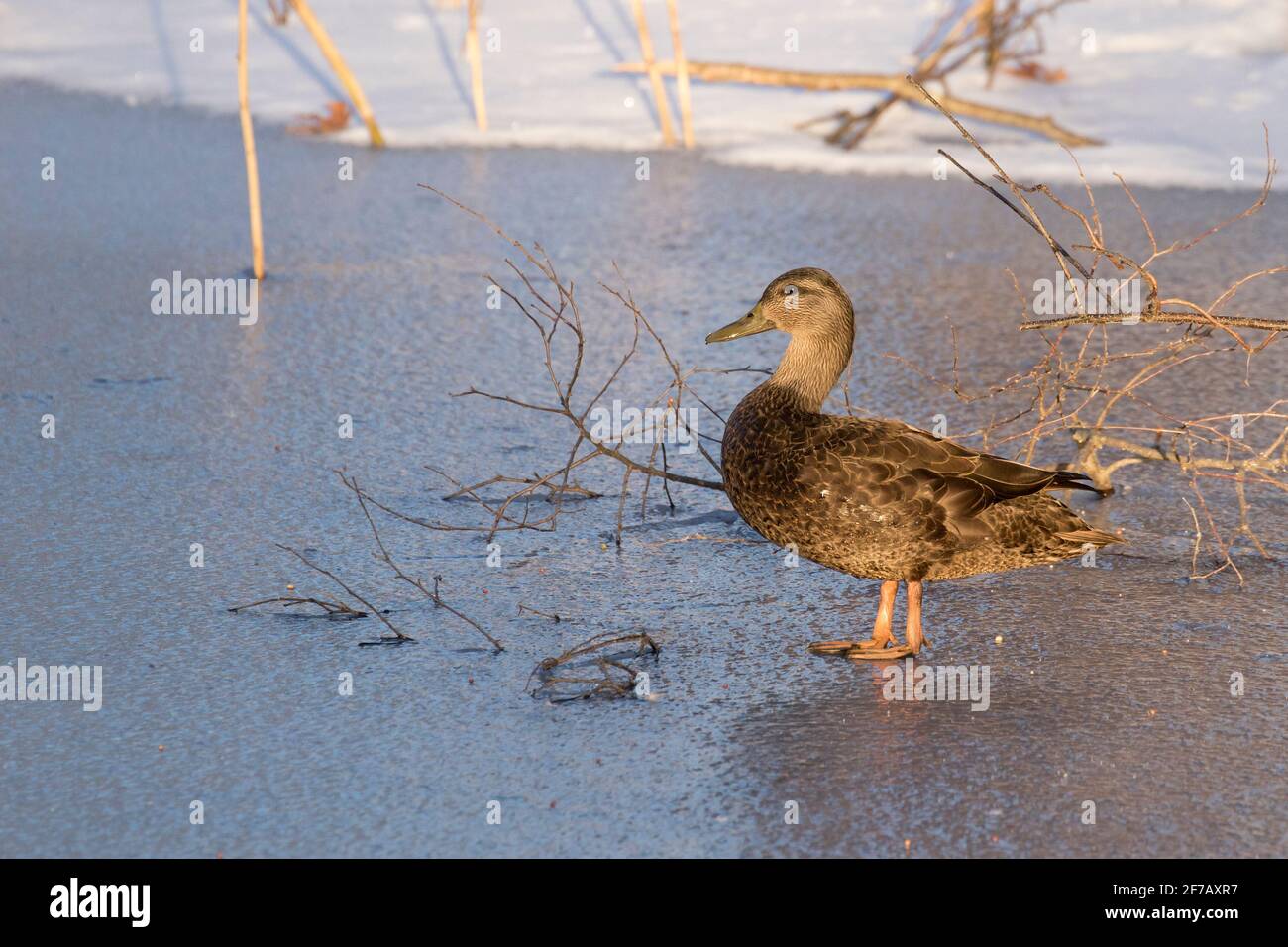 American Black Duck (Anas rubripes) auf einem eisbedeckten Teich in Long Island, New York Stockfoto