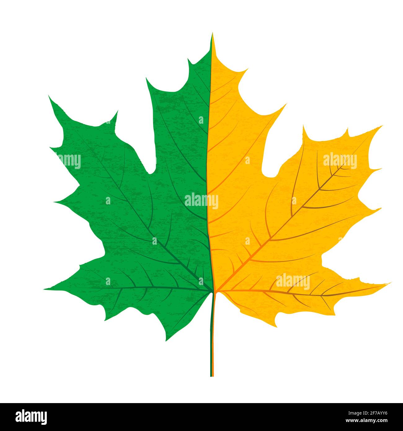 Halb grünes und halb gelbes Herbstblatt Stock Vektor