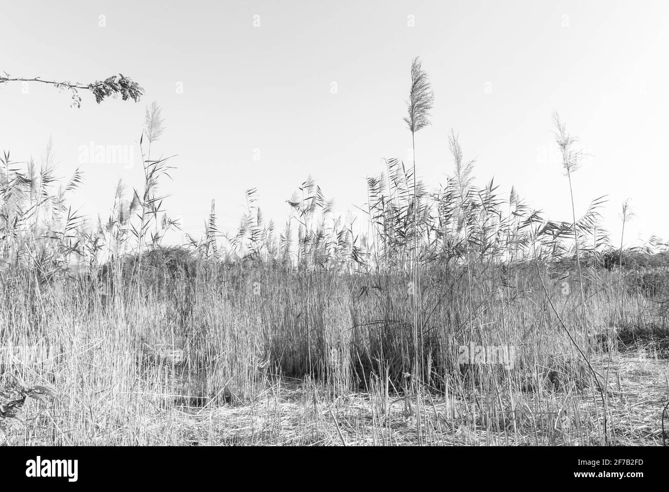 paddy Fields in kerala Stockfoto