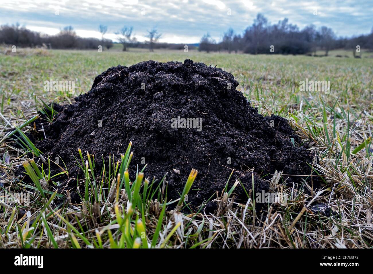 Frisch angehobener Molehill, satter schwarzer Boden Stockfoto