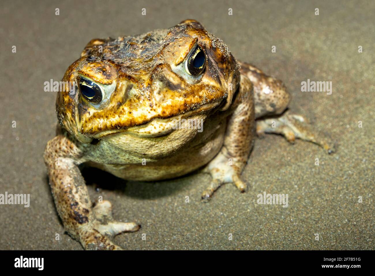 Cane Kröte, Giant Neotropical Kröte, Marine Kröte, Rhinella Marina, Marino Ballena Nationalpark, Uvita de Osa, Puntarenas, Costa Rica, Mittelamerika, Stockfoto