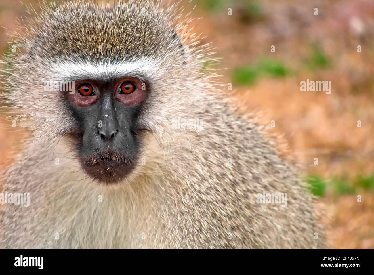 Vervet Monkey, Cercopithecus aethiops, Kruger National Park, Südafrika, Afrika Stockfoto