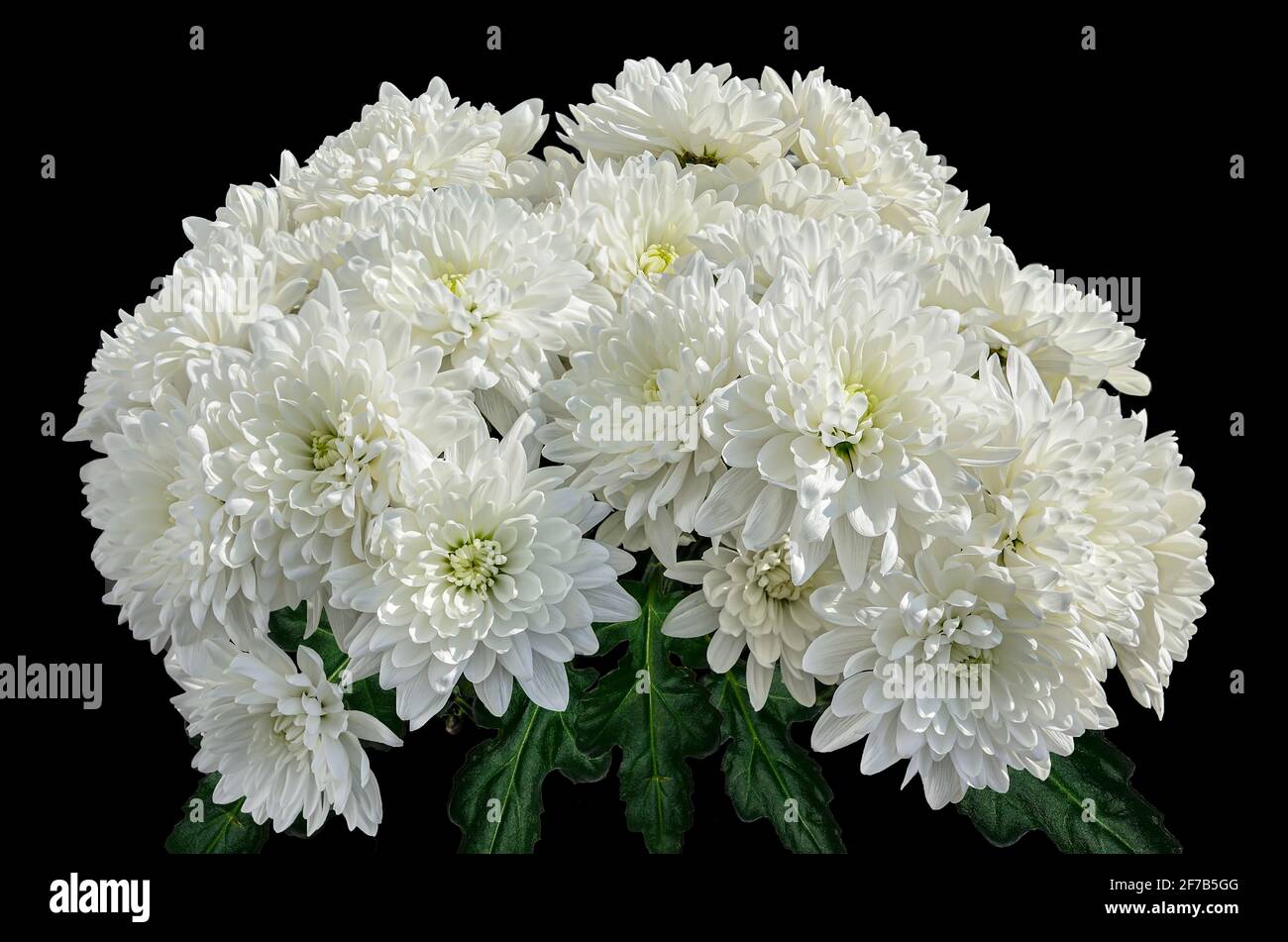 Bouquet von weißen Chrysanthemen Blumen auf schwarzem Hintergrund. Natürliche Blumenkulisse - Design für glückliche oder traurige Veranstaltung. Im Osten ist es ein Zeichen des Glücks Stockfoto