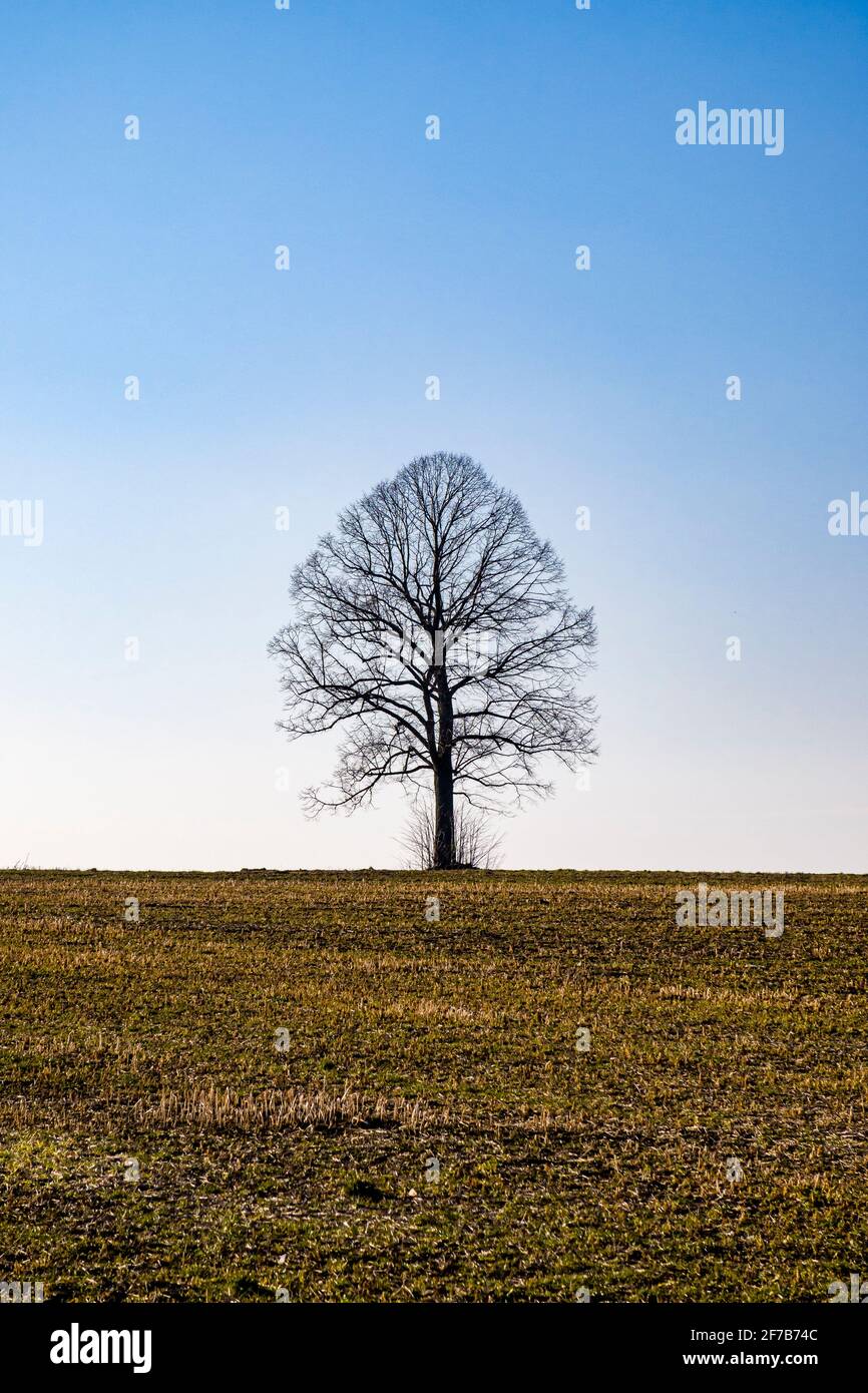 Einsamer Baum in der Mitte eines geernteten Feldes im Winter in Ore Montains. Stockfoto