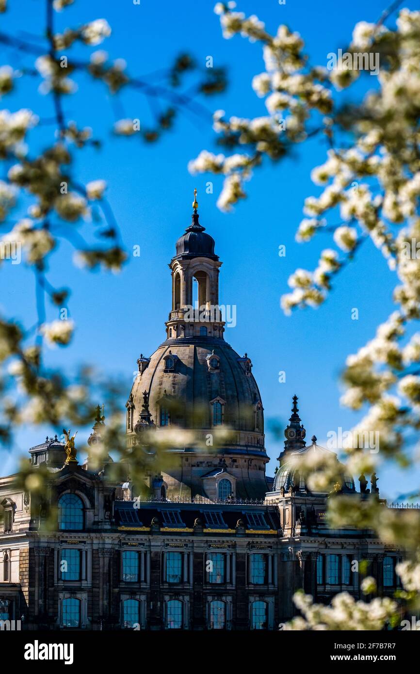 Die Frauenkirche und die Kunstakademie, über die Elbe durch die Zweige eines blühenden Kirschbaums gesehen. Stockfoto