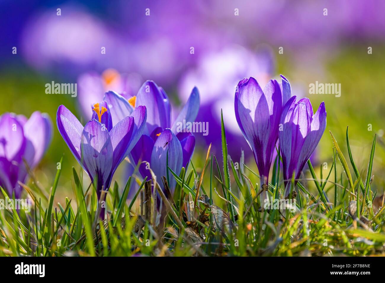 Nahaufnahme von purpurnen Frühlingskräusen (Crocus vernus), die auf einer Wiese mit anderen auf der berühmten Drebach Krokuswiesen wachsen. Stockfoto