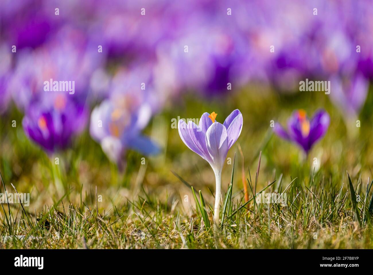 Nahaufnahme eines purpurnen Frühlingskrokus (Crocus vernus), der zusammen mit anderen auf einer Wiese an der berühmten Drebach Krokuswiese wächst. Stockfoto