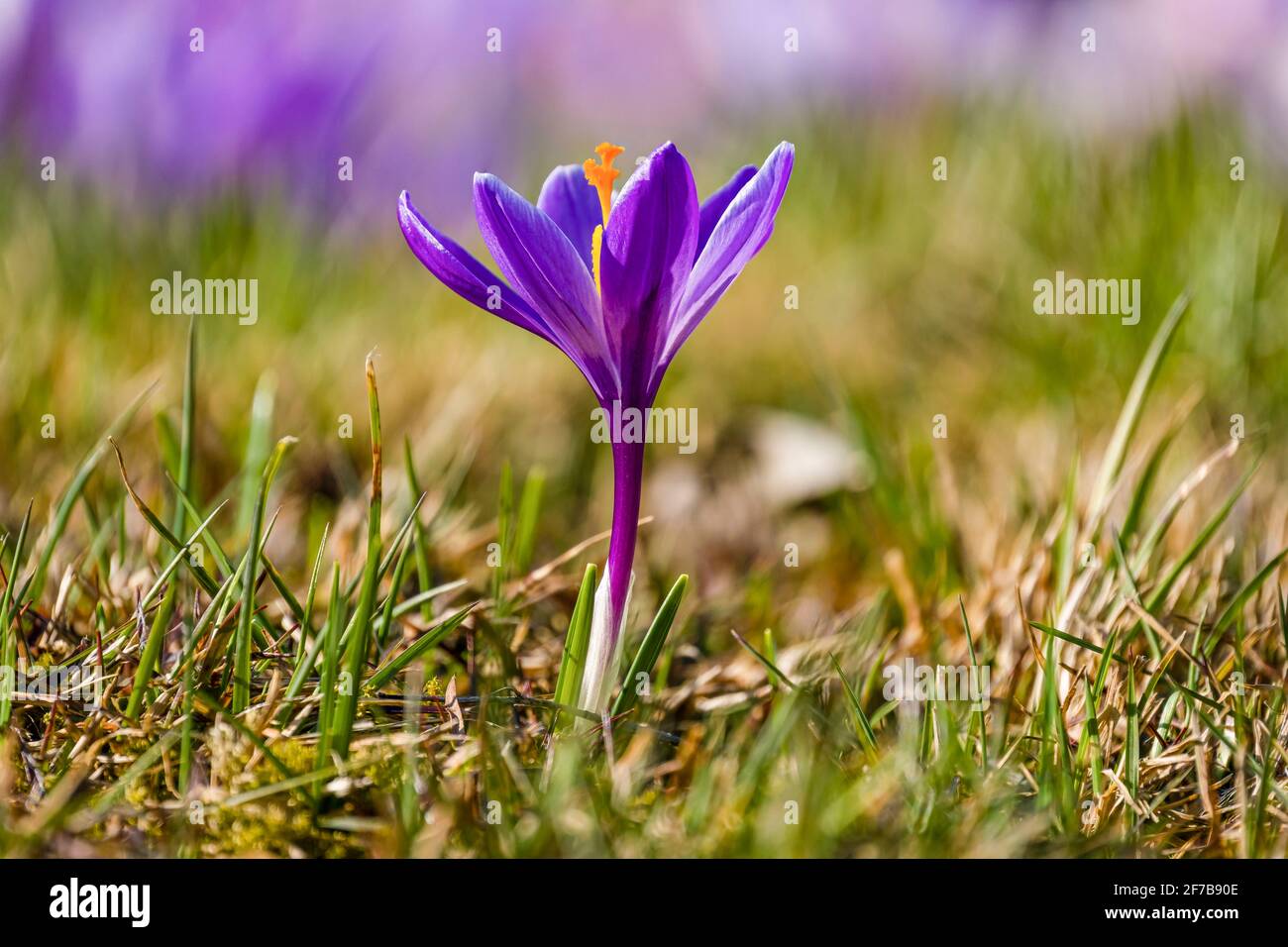 Nahaufnahme eines purpurnen Frühlingskrokus (Crocus vernus), der zusammen mit anderen auf einer Wiese an der berühmten Drebach Krokuswiese wächst. Stockfoto
