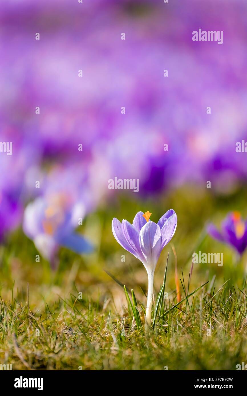 Nahaufnahme eines purpurnen Frühlingskrokus (Crocus vernus), der zusammen mit anderen auf einer Wiese an der berühmten Drebach Krokuswiese wächst. Stockfoto