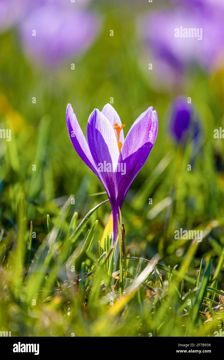Nahaufnahme eines purpurnen Frühlingskrokus (Crocus vernus), der zusammen mit anderen auf einer Wiese an der berühmten Drebach Krokuswiese wächst. Stockfoto