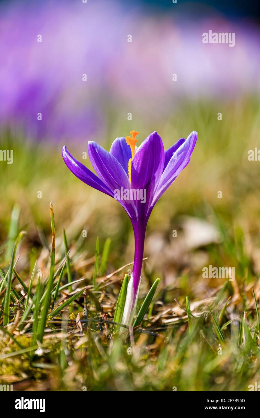 Nahaufnahme eines purpurnen Frühlingskrokus (Crocus vernus), der zusammen mit anderen auf einer Wiese an der berühmten Drebach Krokuswiese wächst. Stockfoto