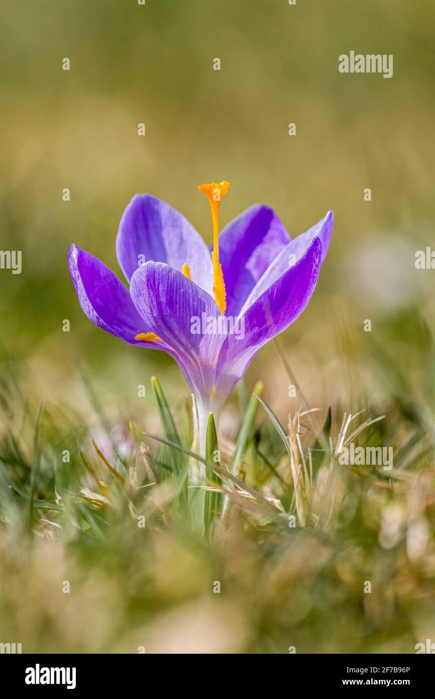 Nahaufnahme eines purpurnen Frühlingskrokus (Crocus vernus), der zusammen mit anderen auf einer Wiese an der berühmten Drebach Krokuswiese wächst. Stockfoto