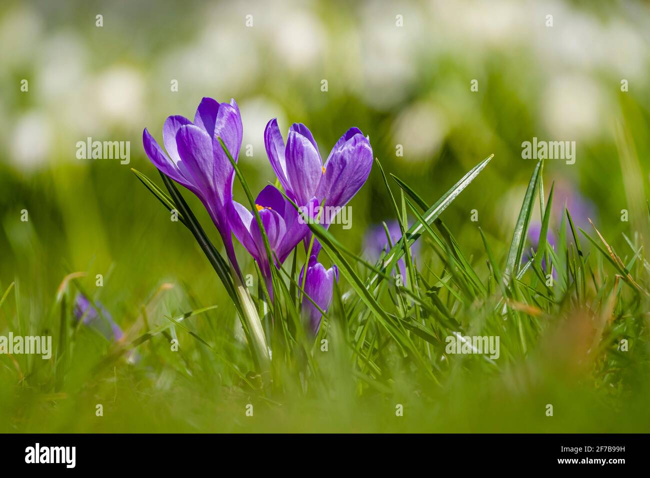 Nahaufnahme von purpurnen Frühlingskrokussen (Crocus vernus), die mit Schneeflocken (Leucojum vernum) im Polenztal wachsen. Stockfoto