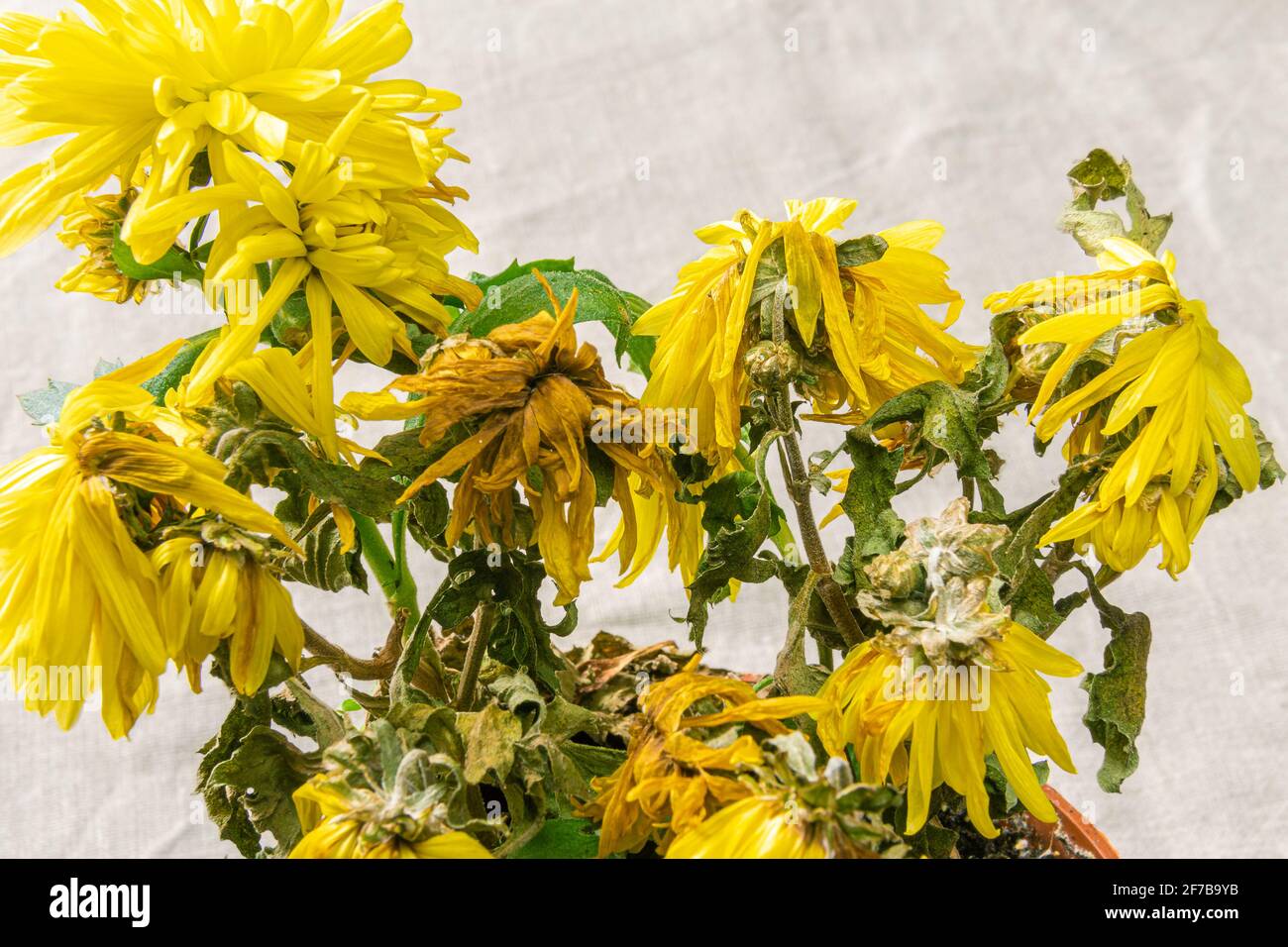 Eine sterbende Zimmerpflanze mit verwelkten gelben Blüten. Innen gelbe Chrysantheme stirbt, ungleichmäßiger grauer Hintergrund und selektiver Fokus Stockfoto