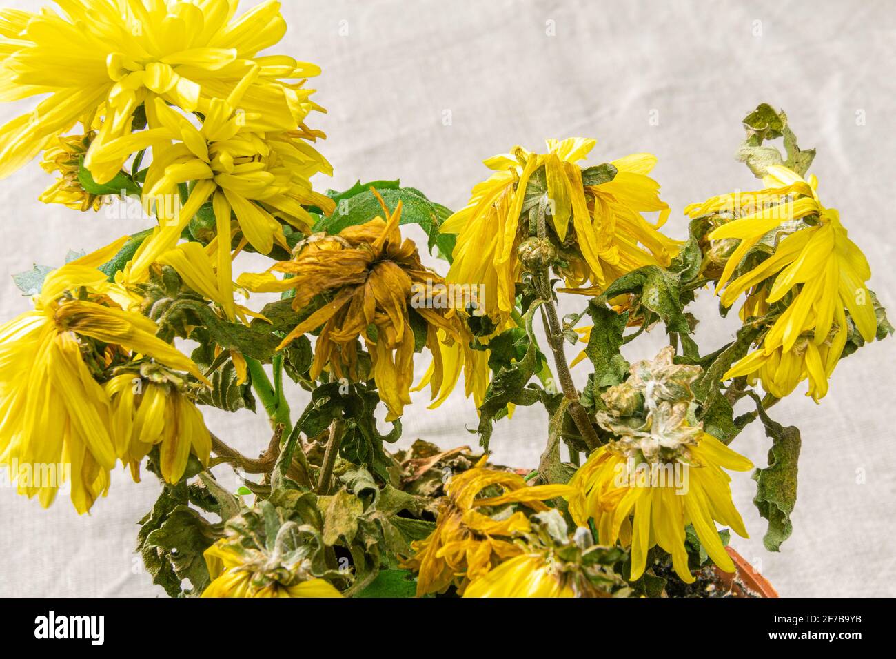 saatgut blühwiese Blumenwiese in der Dose – bunte Auswahl an Blumensamen z. Selberziehen –  geschenke-online.de main image 1