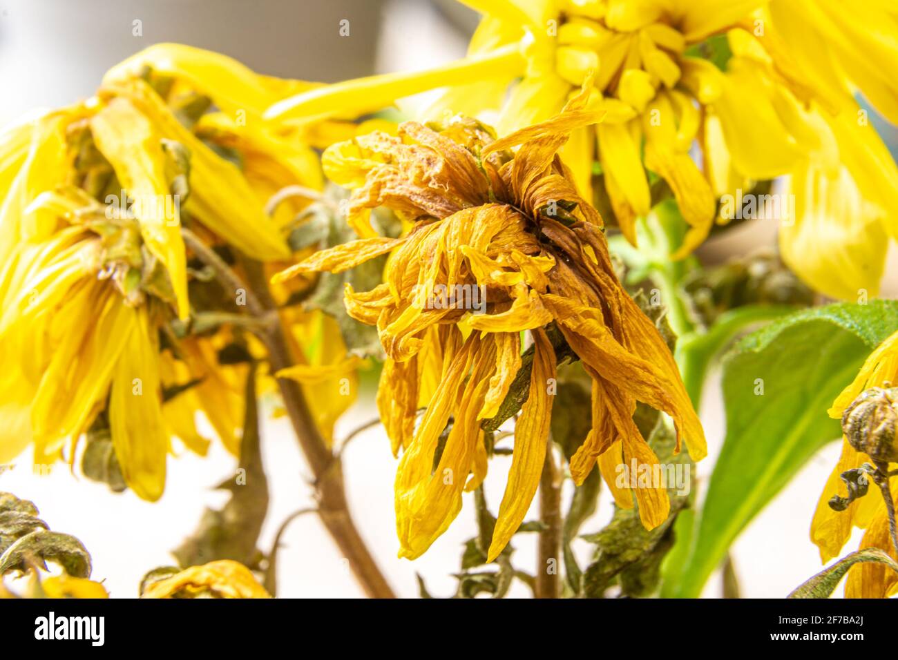 Eine sterbende Zimmerpflanze mit verwelkten gelben Blüten. Innen gelbe Chrysantheme stirbt, selektiver Fokus Stockfoto