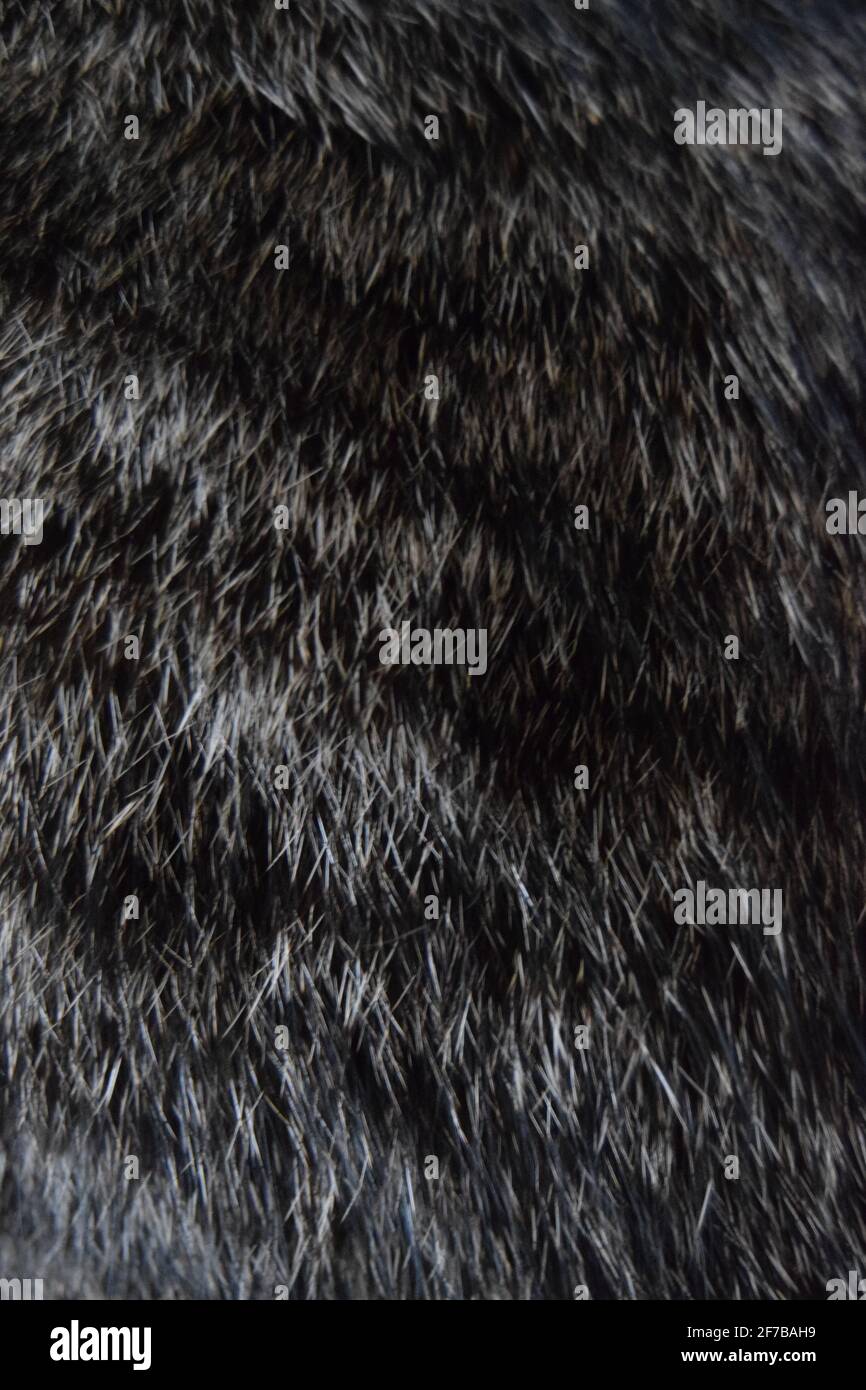 Tabby Katzenpelz Stockfoto