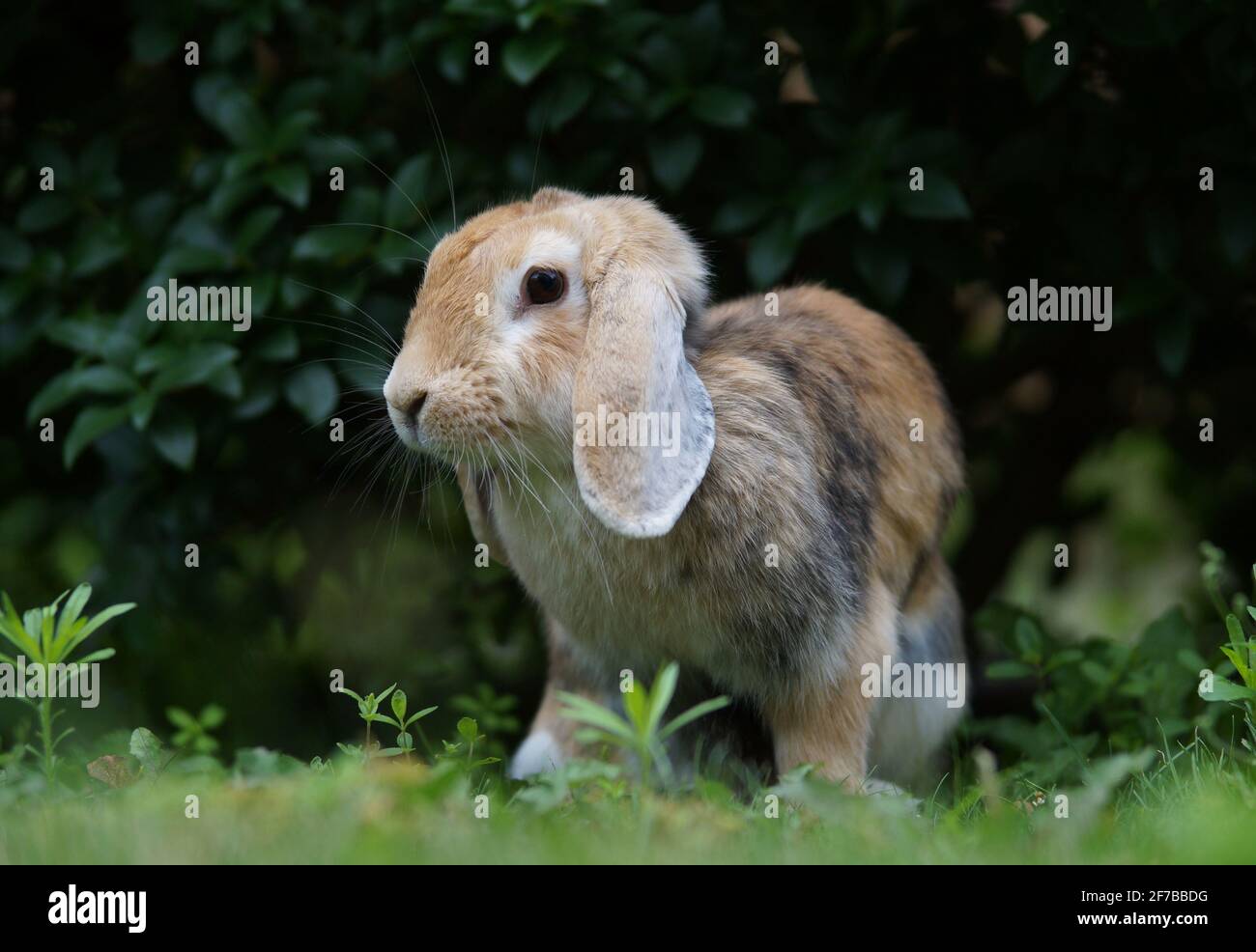 Im Busch sitzender Zwergkaninchen mit loppohrigen Ohren Stockfoto