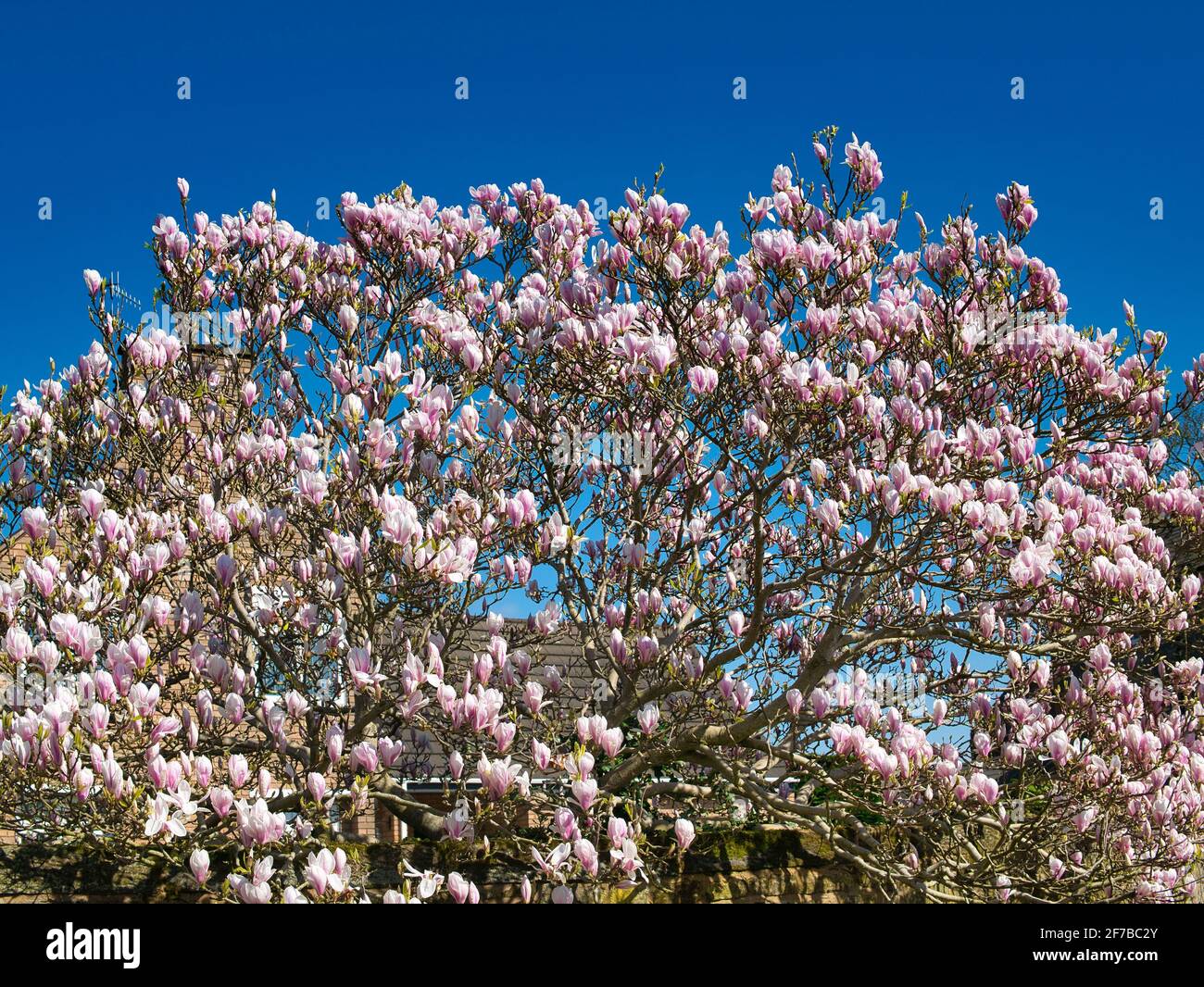 Magnolia blüht im Frühling auf einem Baum - aufgenommen an einem sonnigen Apriltag. Stockfoto