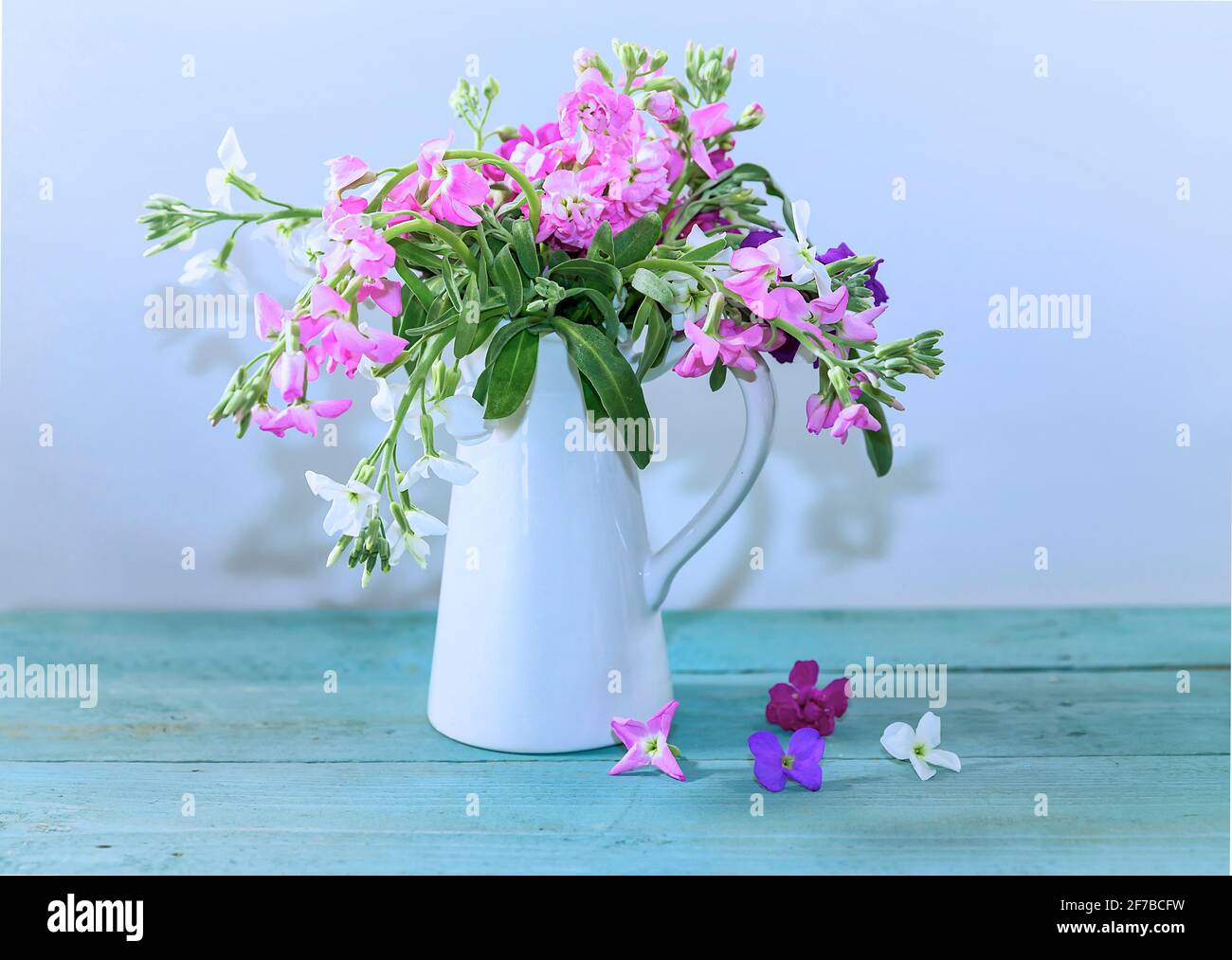 Frühlingsblumen In Vase. Isoliert. Bouquet von weißen und rosa Phlox Mini Perle . Türkisfarbene Holzoberfläche. Stockbild. Stockfoto