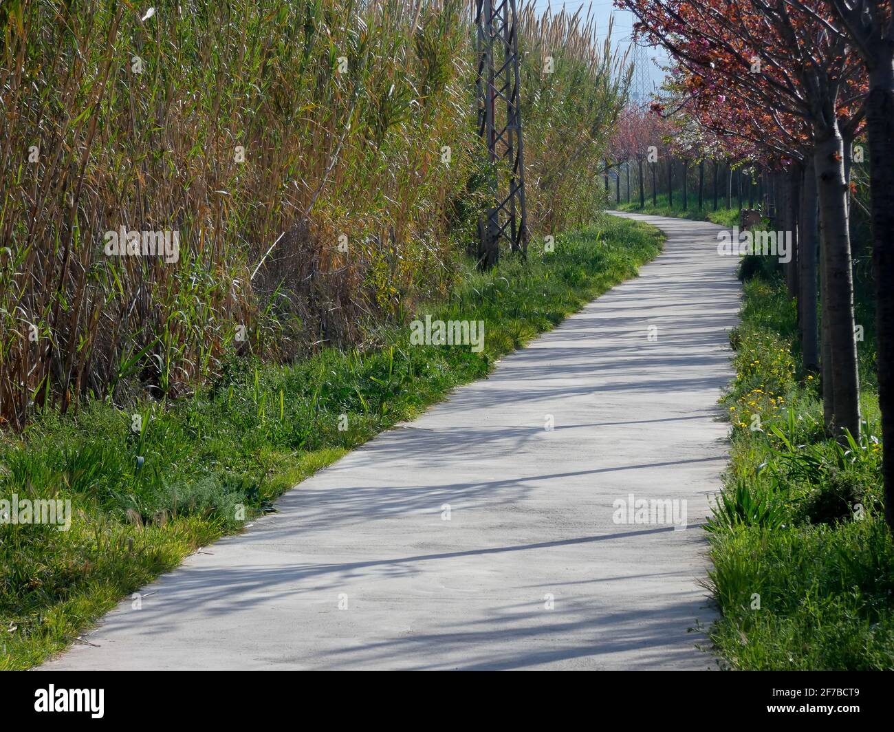 Ich gehe im Frühling, umgeben von wilder Vegetation und blauem Himmel. Tonumfang auf einer Straße, die Felder an einem Frühlingstag kreuzt. Stockfoto