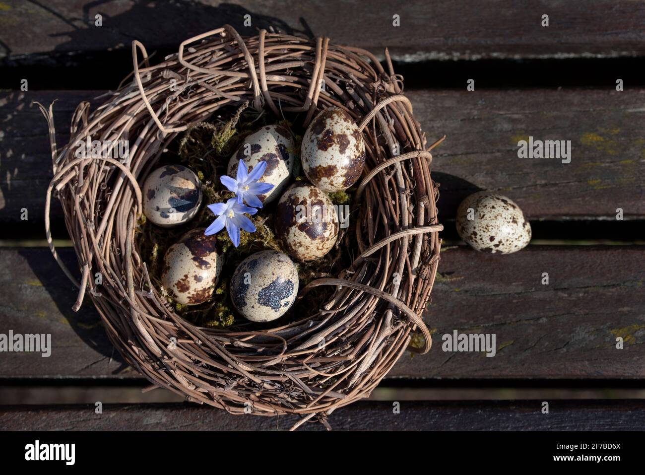 In einem geflochtenen Kranz aus Weidenzweigen gibt es Wachteln Eier und eine Blume auf Holzplanken und werden fotografiert Von oben Stockfoto