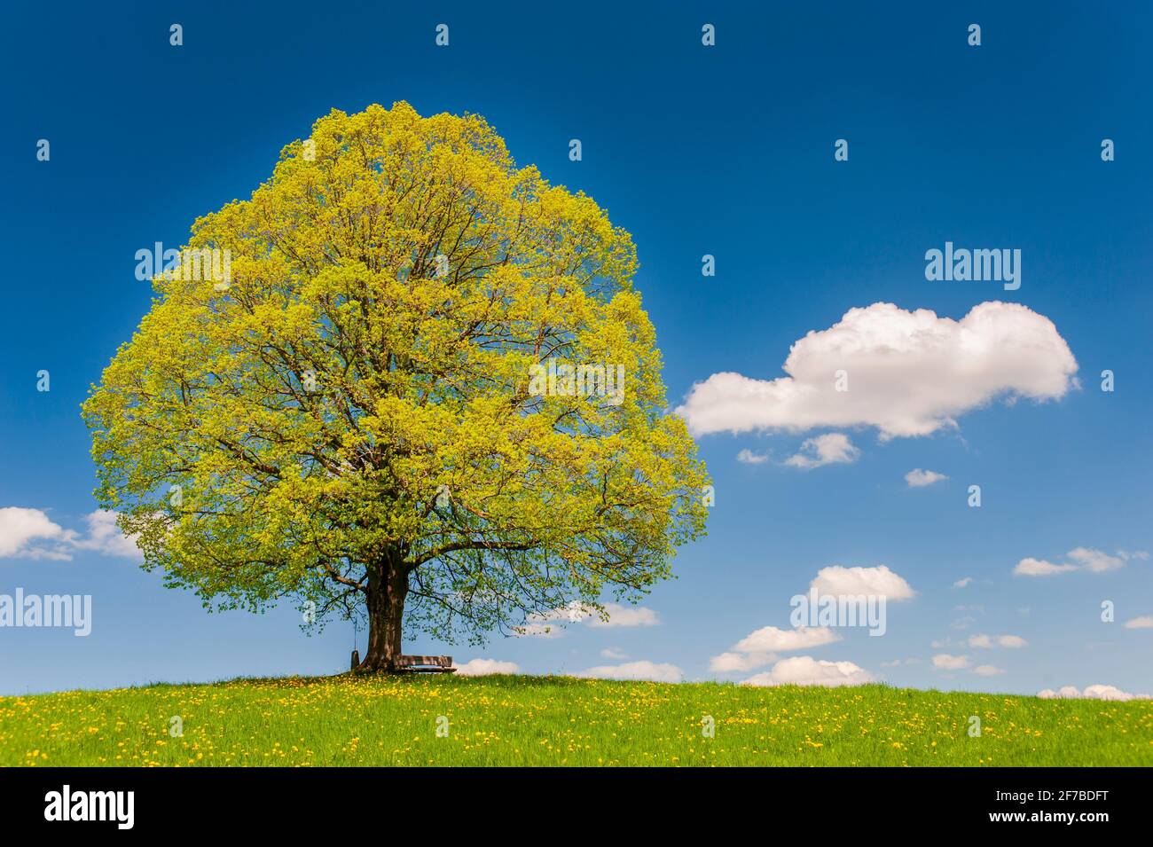 Einzelner großer alter Lindenbaum auf der Wiese im Frühling Stockfoto