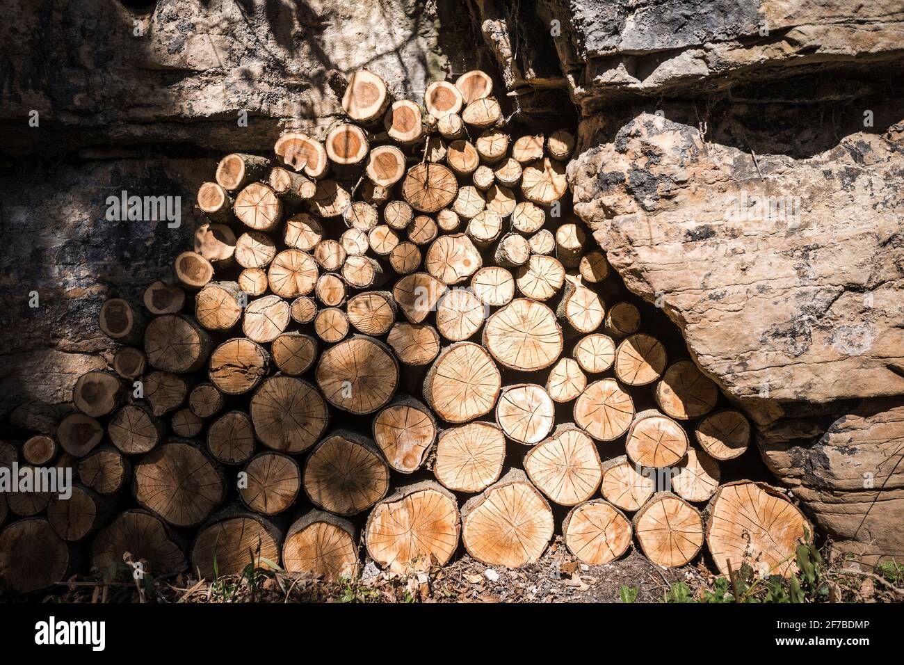 Großer Stapel frisch geschnittener symmetrischer Baumstämme, hoch gestapelt, um im Sommer bei Sonnenschein auszutrocknen und brennbereit zu sein. Symmetrielinien groß bis klein. Stockfoto