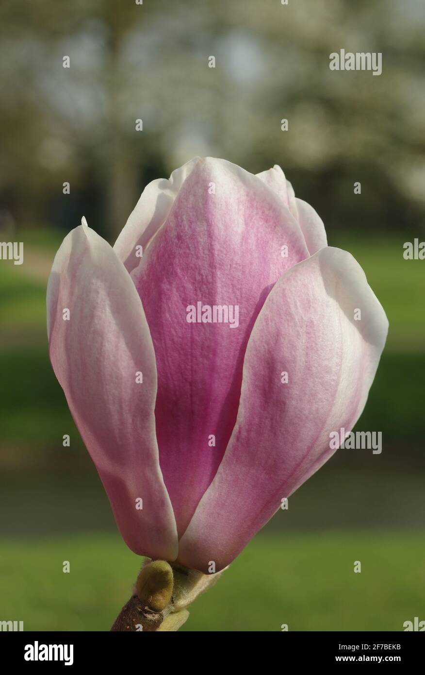 Blüte von der Magnolie Stockfoto