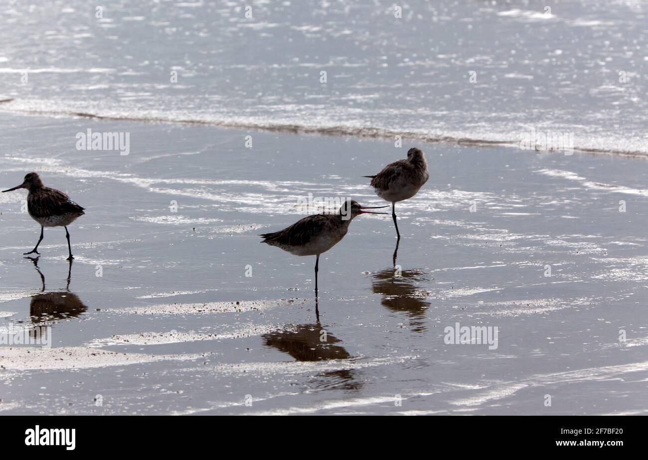 Nahaufnahme einiger Great Knot Watvögel auf dem Watt der Trinity Bay, Cairns North, Queensland, Australien Stockfoto